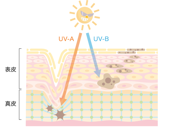 紫外線UV-A、UV-B